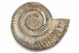 Polished Jurassic Ammonite (Perisphinctes) - Madagascar #378943-1